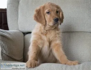 Golden Retriever puppies for sale Text  call (330) 910 0534