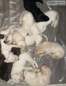 Beautiful Lab Puppies for sale