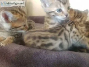 Affordable Bengal kittens for sale