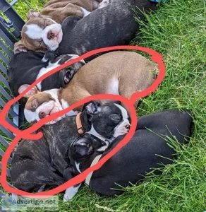 AKC Boston terrier pups