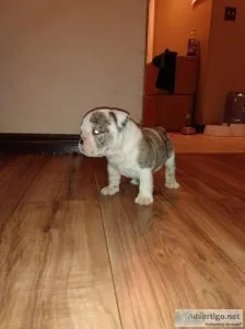 Bulldogs