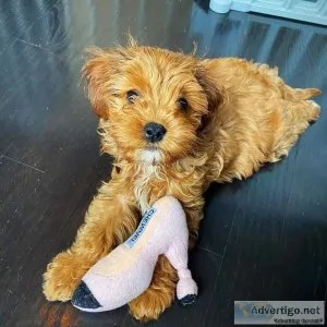 Cavapoo puppies