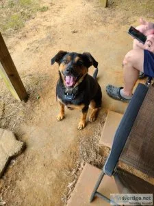 Free sweet female dog