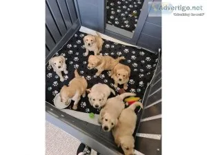 Bloodline Golden Retriver puppies for sale