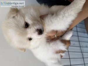 Pomeranian puppies