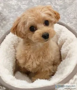 Poodle puppies ready for new homes