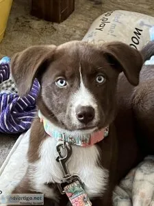 Australia Shepard mix