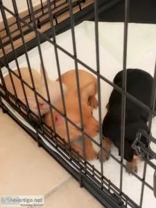 Mini pinscher puppies for sale