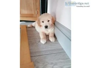 Trianed AKC reg Golden Retriver puppies for sale