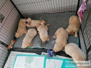 Healthy AKC REG Golden Retriver puppies for sale
