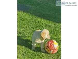 4 show golden Retriver puppies for sale