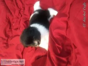 FEMALE. POMERANIAN. PUPPIES