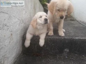 Very Bloodline Golden Retriver puppies for sale