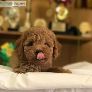 Cute Maltipoo puppies available