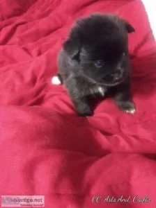 POMERANIAN FEMALE PUPPIES