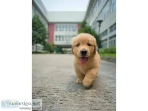 3 show AKC reg Golden Retriver puppies for sale