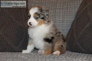 ASDR Toy Australian Shepherd Puppies