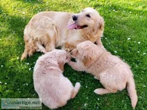 Qaulity Bloodline Golden Retriver puppies for sale