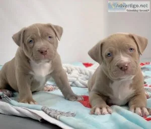 akc registered pitbull puppies for sale