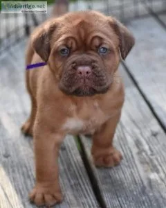 Dogue de bordeaux puppies for sale