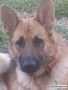 German shepherd