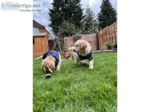 three Bloodline Golden Retriver puppies for sale