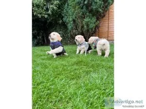 House Bloodline Golden Retriver puppies for sale