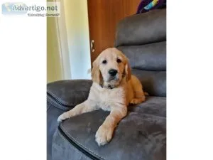 Beautiful Show Dog Bloodline Golden Retriver puppies for sale