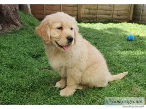 Cute Bloodline Golden Retriver puppies for sale