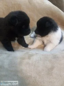 FEMALE. POMERANIAN. PUPPIES