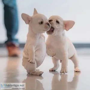 Akc Registered FRENCH BULLDOG Puppies
