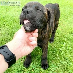 staffordshire puppy for adoption