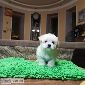 Beautiful Maltipoo puppies available