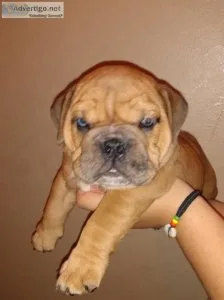 English bulldog