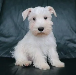 AKC Miniature Schnauzer Puppies