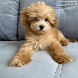 Adorable Golden doodle puppies available