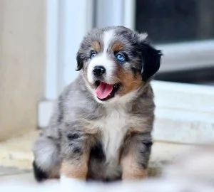 Beautiful full blooded Australian Shepard puppies