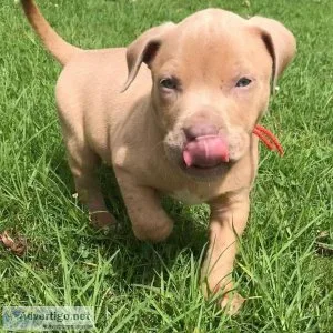 Pitbull puppy for sale