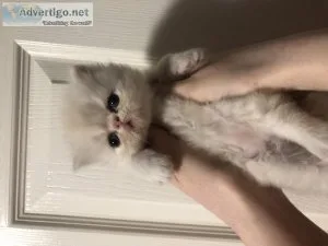 Beautiful Persian Kittens