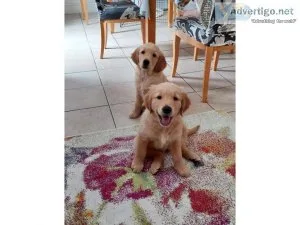 Anchorage Golden Retriver puppies for sale