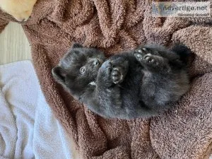 Pomeranian puppies