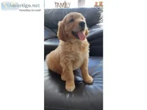 Loyal Bloodline Golden Retriver puppies for sale