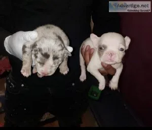 Well trained puppies
