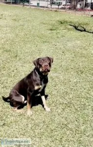 XL Male Bully