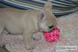 Pug puppies to be rehomed