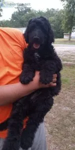 Goldendoodle male puppies