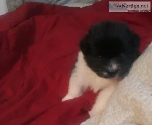 POMERANIAN. FEMALE
