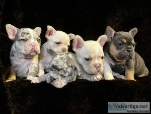 French bulldogs ready for new homes