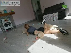 AKC Golden Retriver puppies for sale