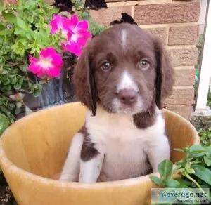 English springer spaniel